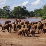 Elephants in Kenya | BARAKA