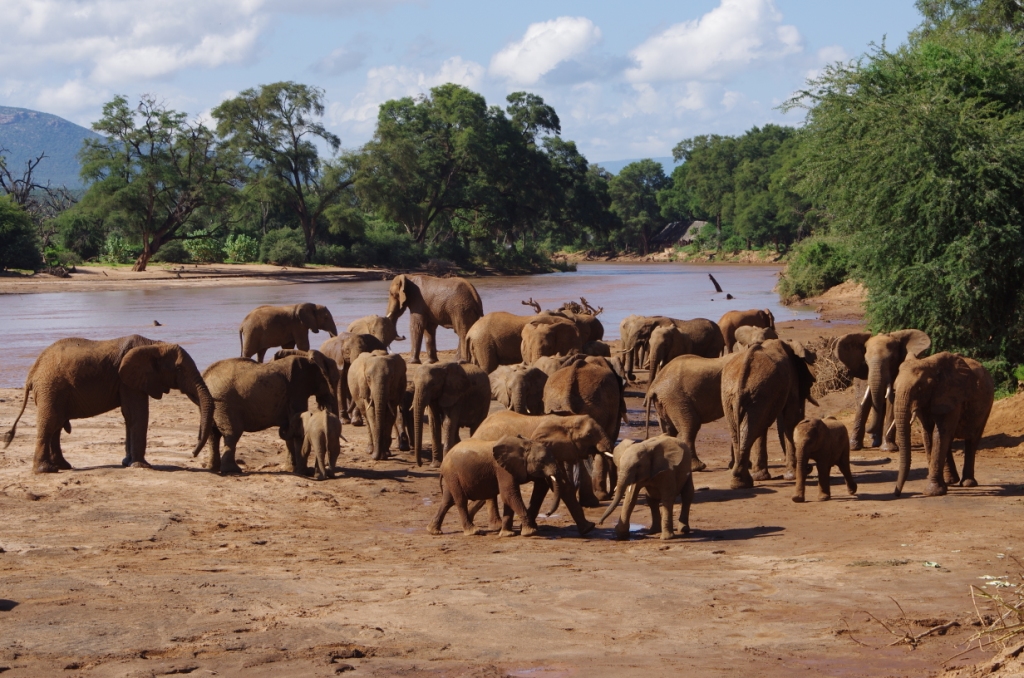 Elephants in Kenya | BARAKA